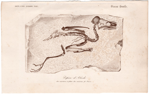 Kingfisher fossil